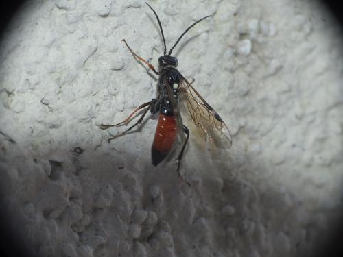 Tenthredopsis sp.